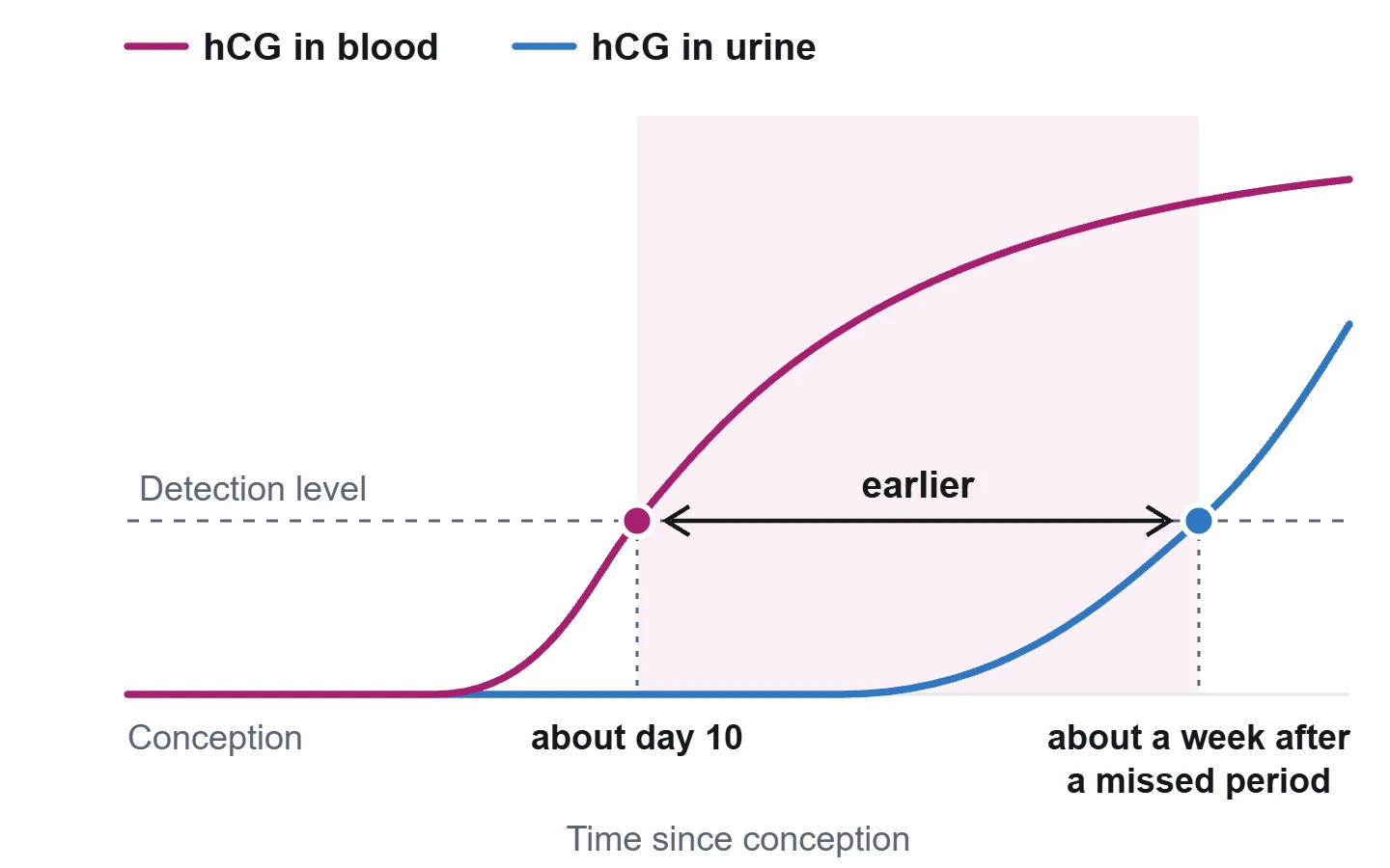 Illustration : l’hCG atteint le seuil de détection dans le sang à partir du 10e jour environ après la fécondation, et dans l’urine environ une semaine après le retard des règles